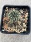 Preview: Ariocarpus kotschoubeyanus